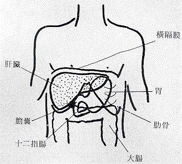 百病从肝治 肝与疾病的关系是什么?