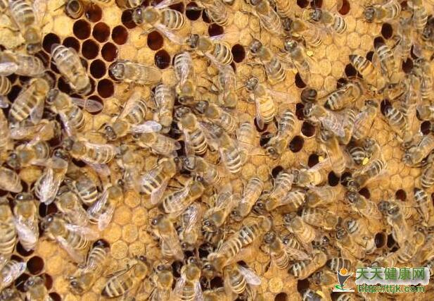 临汾蜜蜂群笼蜂群 临汾中蜂出售 临汾土蜂群蜂王出售